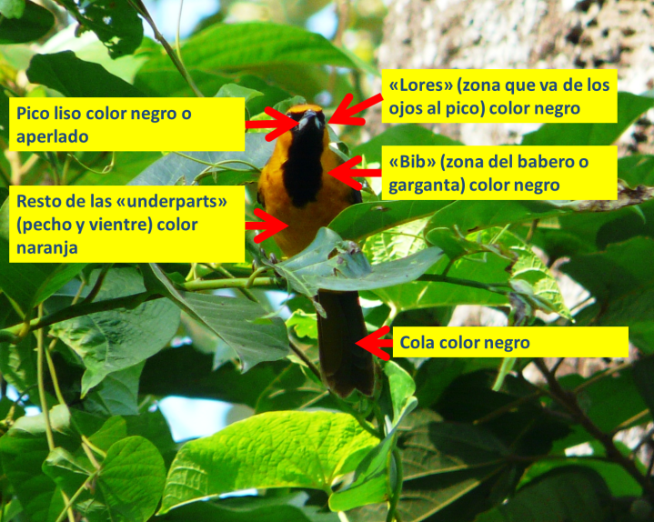 Icterus gularis - Altamira Oriole (Vista frontal)