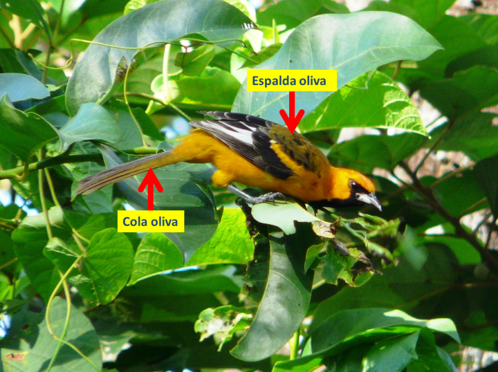 Icterus gularis - Altamira Oriole inmaduro (Vista lateral)