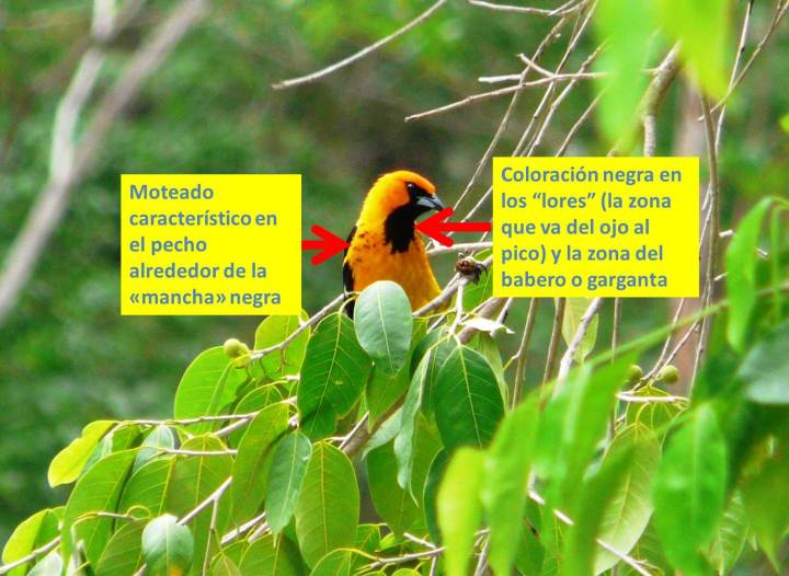 Icterus pectoralis - Spot-brested Oriol 01.jpg