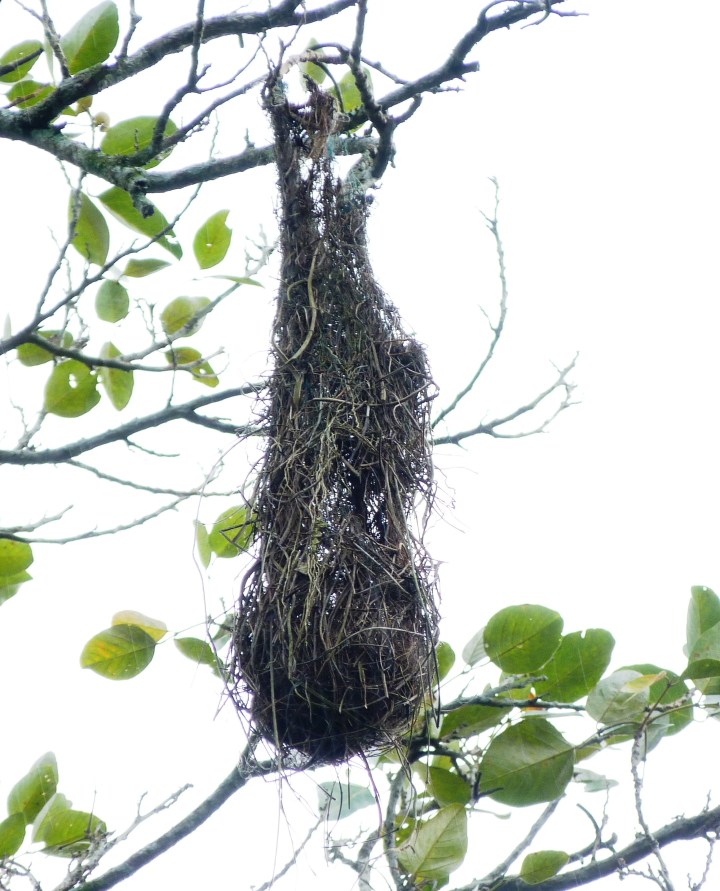 Nido de Icterus gularis (Altamira Oriole)