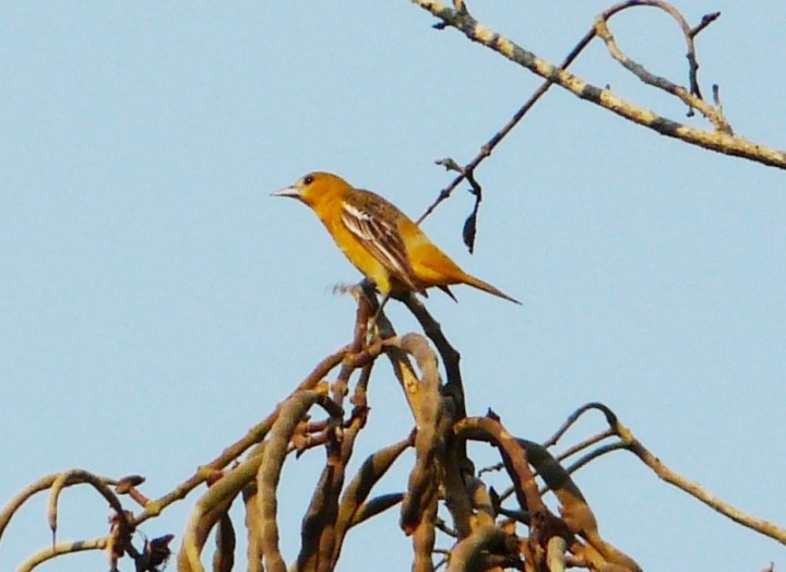 Icterus spurius (Orchard Oriole) hembra adulta