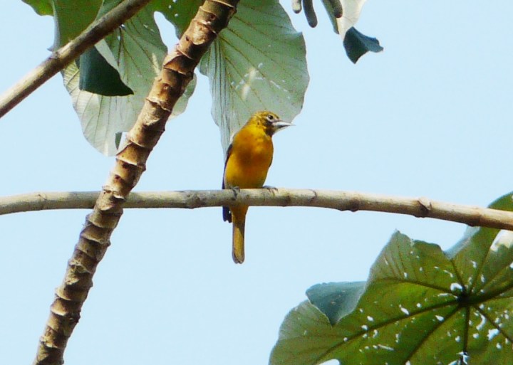 Icterus gálbula (Baltimore Oriole) hembra adulta