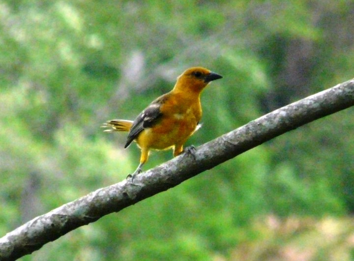 Icterus gularis (Altamira Oriole) juvenil