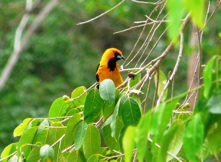 Icterus pectoralis (Spot-breasted Oriole) adulto