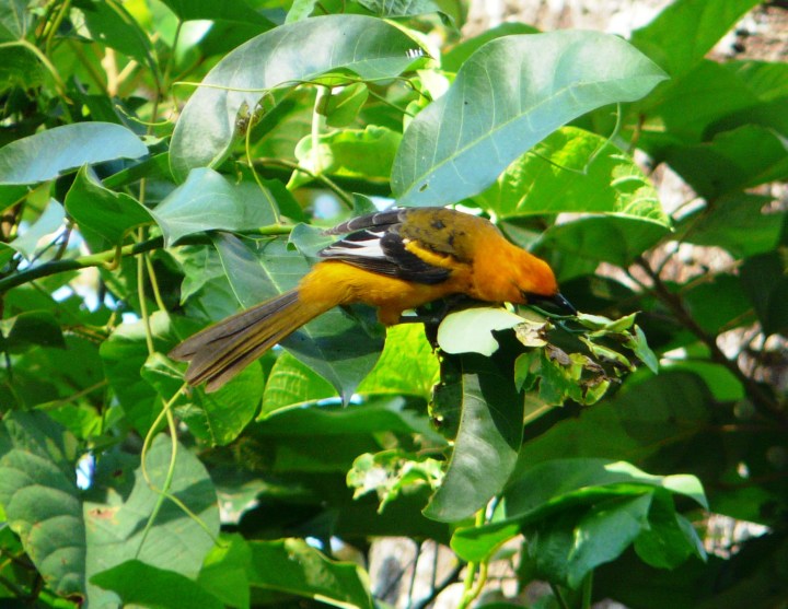 Icterus gularis (Altamira Oriole) inmaduro