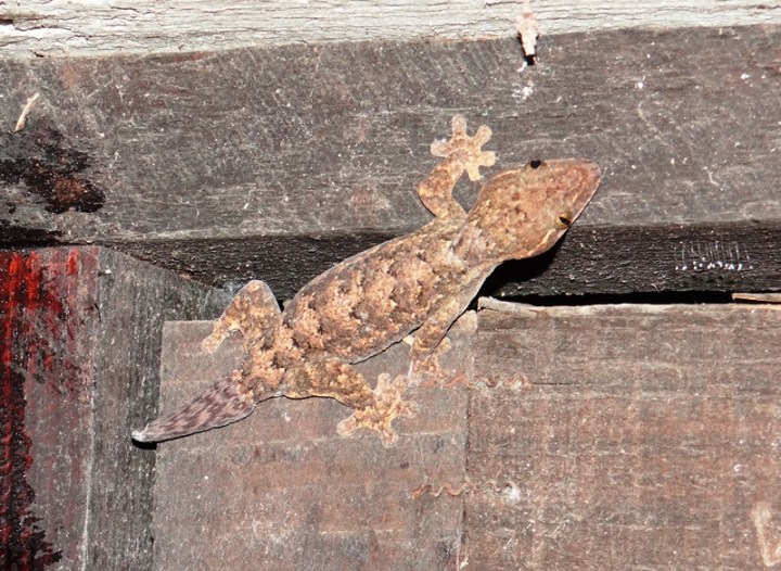 Thecadactylus rapicauda 03