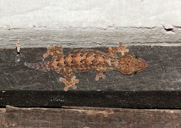 Thecadactylus rapicauda 02