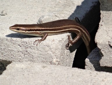 Mabuya unimarginata 01