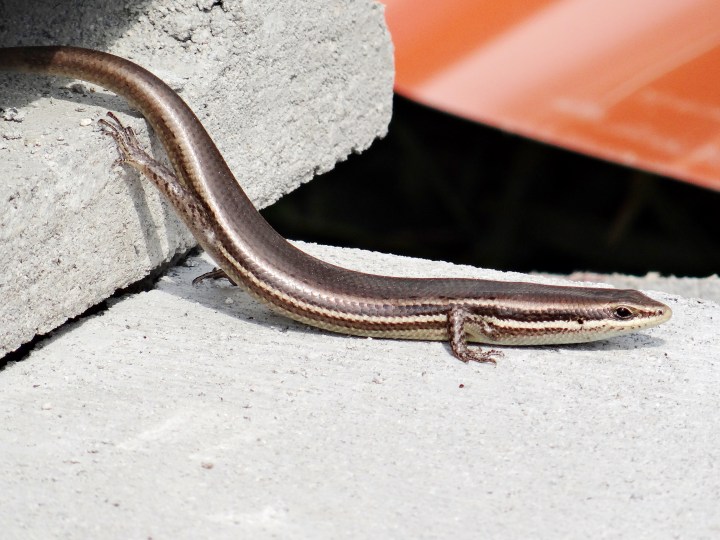 El ejemplar encontrado entre unos bloques de construcción
