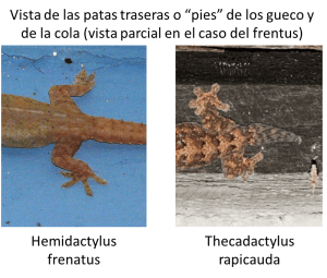 Vista comparativa de los geckos 01