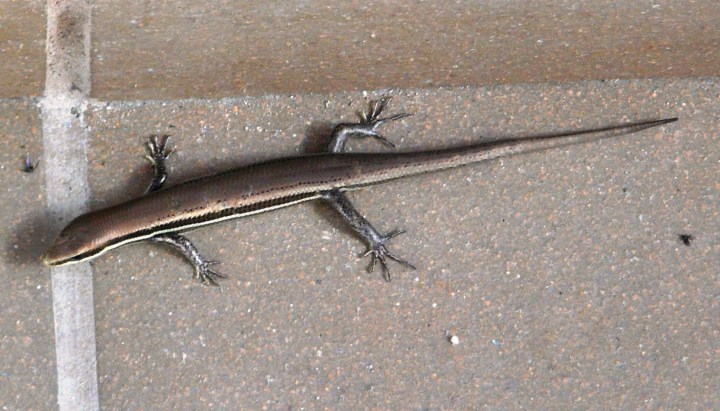 Aquí la Mabuya unimarginata que salió de mi zapatilla...