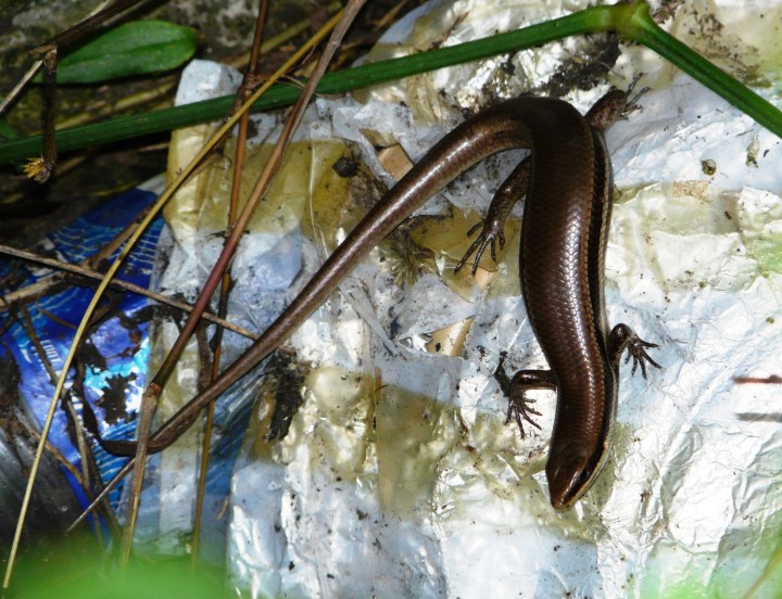 El ejemplar encontrado en una toma de agua seca y con basura