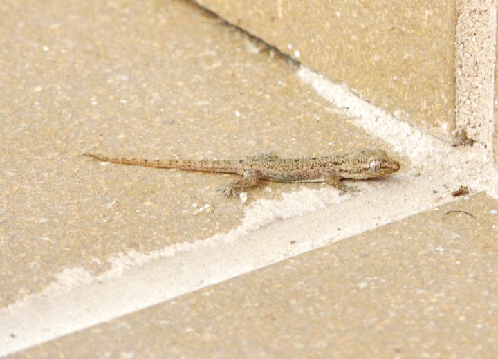 Hemidactylus frenatus 01