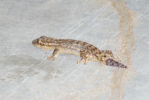 El primer ejemplar de Thecadactylus rapicauda, foto del 20/09/2009