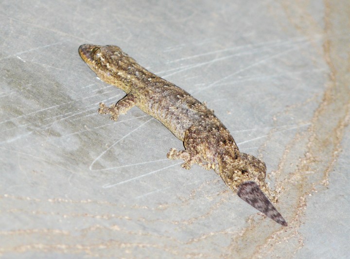 Thecadactylus rapicauda 01