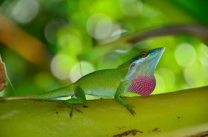 Anolis allisoni mostrando su gula; foto por Joel Amaya tomada en Mahogany Bay, Roatán, Honduras (foto usada con permiso)