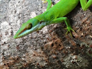 Anolis allisoni 03