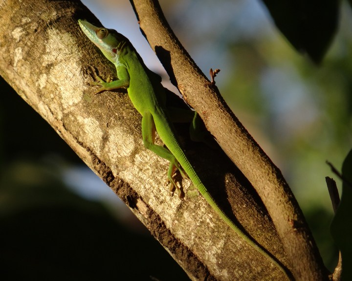 Anolis allisoni 04