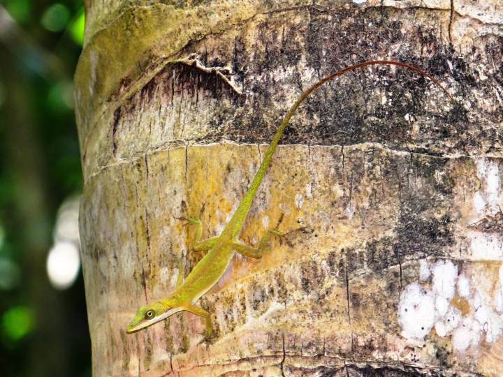 Juvenil de Anolis allisoni