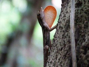 Norops lemurinus mostrando su gula