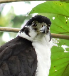 Micrastur semitorquatus juvenil 03