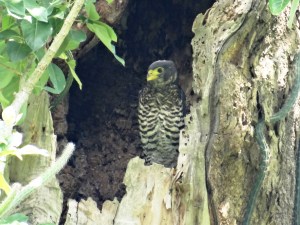 Micrastur semitorquatus juvenil 05