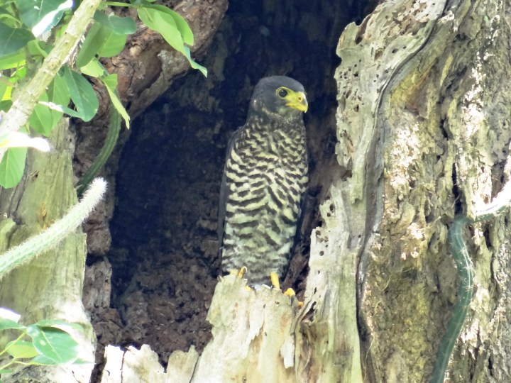 Micrastur semitorquatus juvenil 01