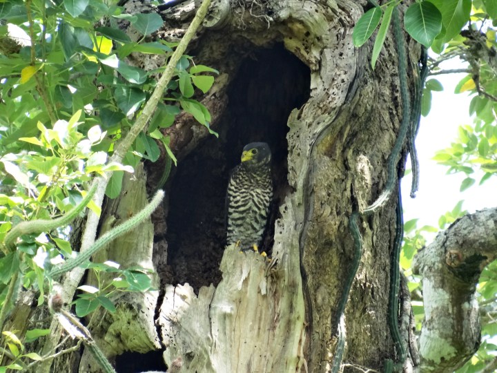 Micrastur semitorquatus juvenil 03