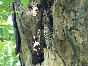 Micrastur semitorquatus juvenil 05