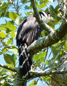 Micrastur semitorquatus 02