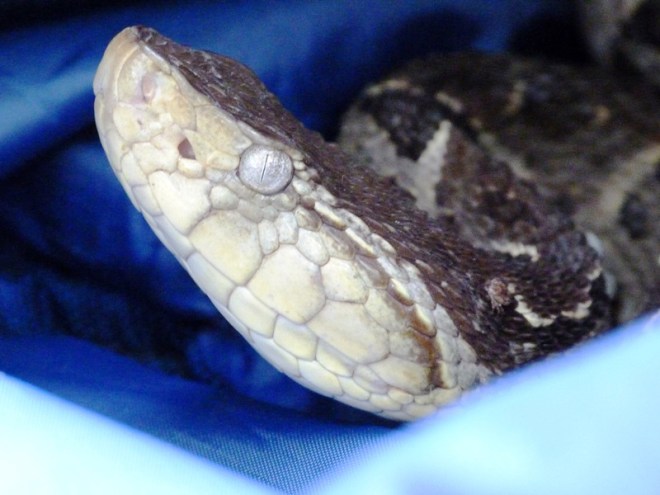 Bothrops asper 01