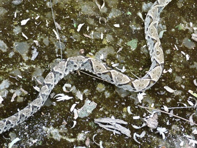 Manchas triangulares de la Bothrops asper, que otros describen en forma de A