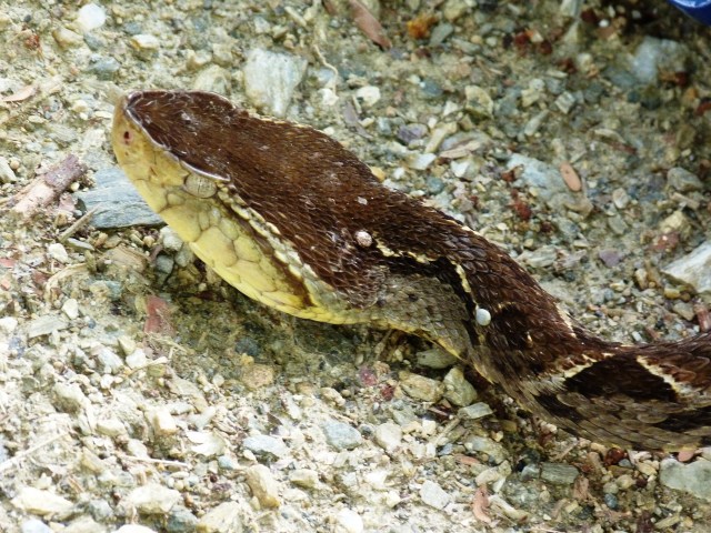 En la foto se observa claramente la raya café o marrón que parte del ojo cuya pupila que es elíptica