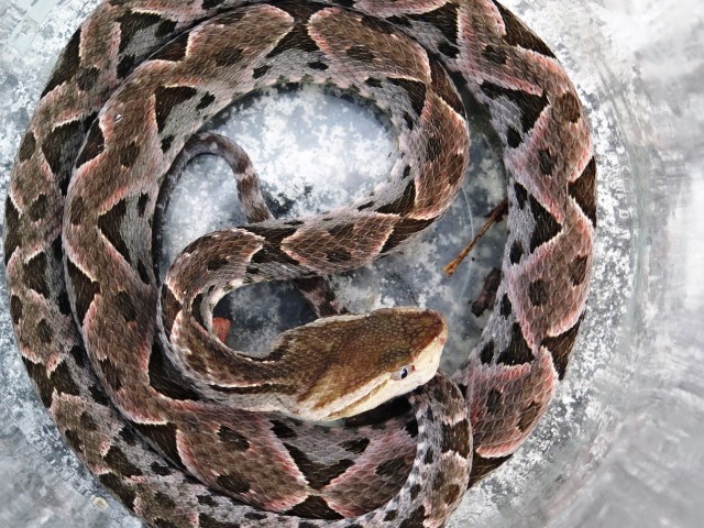 Vista cenital del dibujo sobre la piel de una cría 