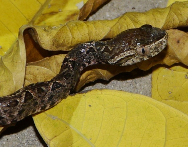 Una de las crías que hemos encontrado en Campisa