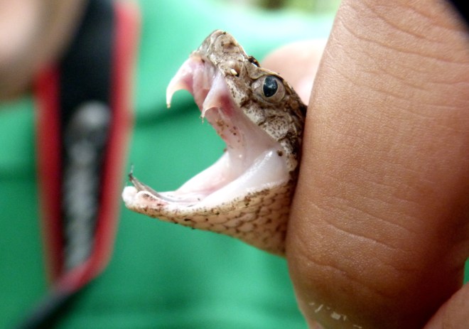 Vista de los colmillos desplegados