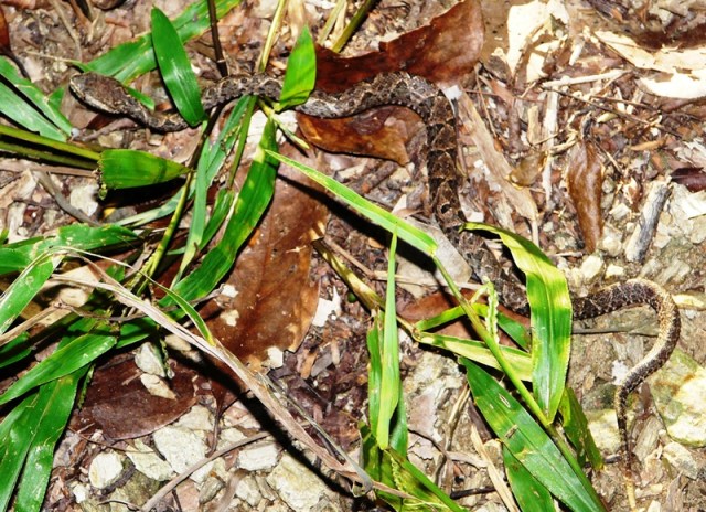 Es una serpiente terrestre que puede camuflarse fácilmente en la hojarasca