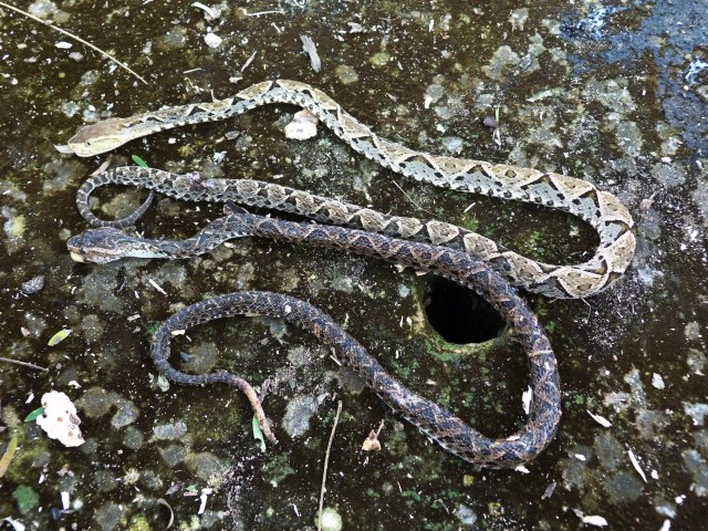 Dos crías encontradas con un día de diferencia. Se observan colores y texturas diferentes.
