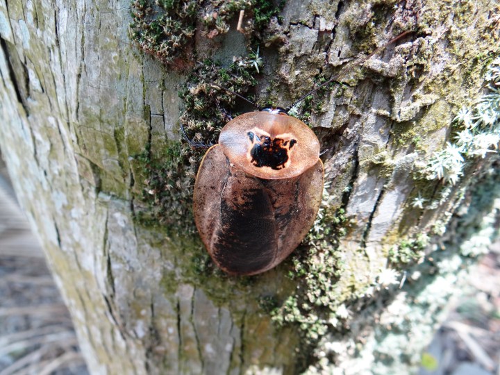 Archimandrita tesselata 04