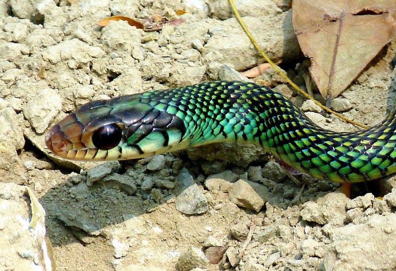 drymobius-margaritiferus-101