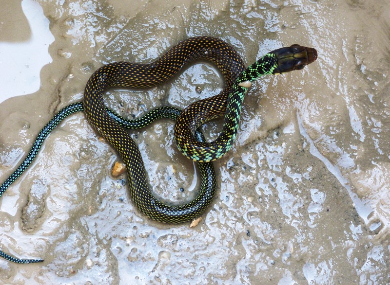 drymobius-margaritiferus-103