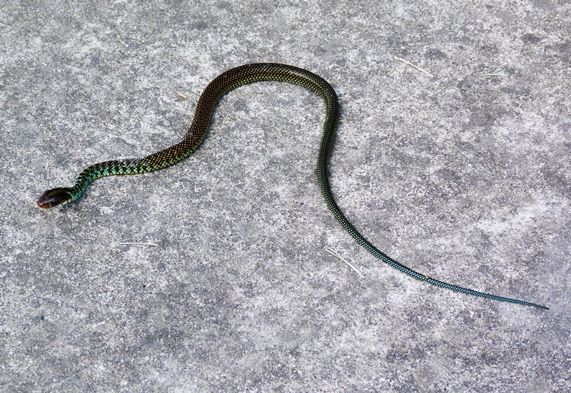 drymobius-margaritiferus-104