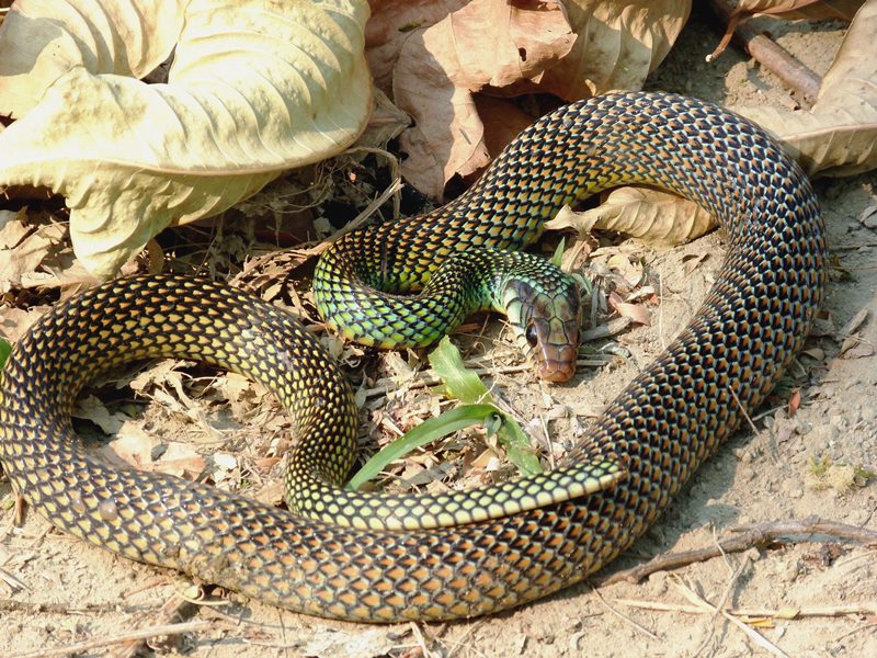 drymobius-margaritiferus-107