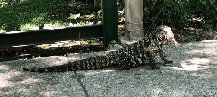 salvator-merianae-lagarto-overo-01