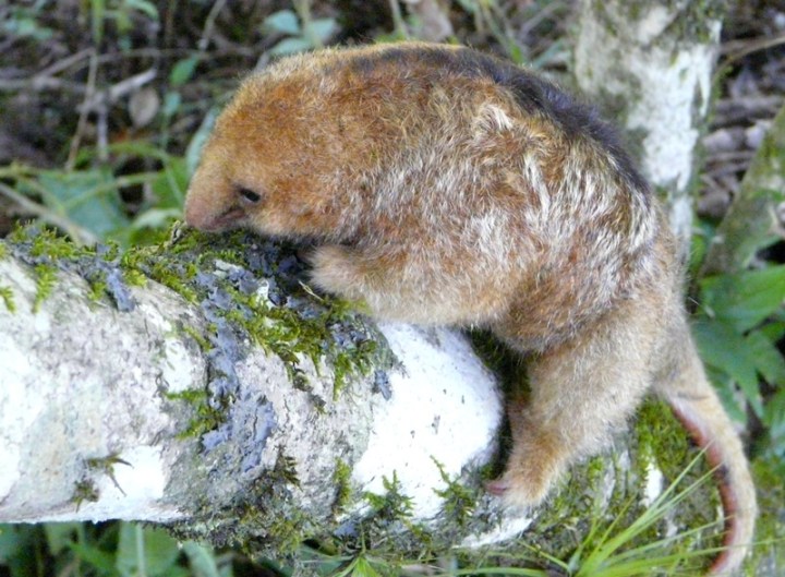 Cyclopes didactylus 02 P1260169