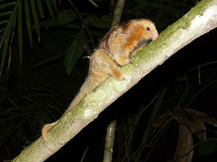 Cyclopes didactylus 04 P1260175