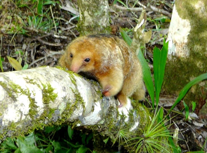 Cyclopes didactylus 05 P1260163