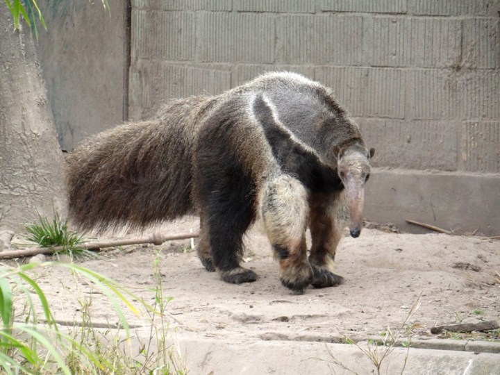 Myrmecophaga tridactyla 02 DSC04708