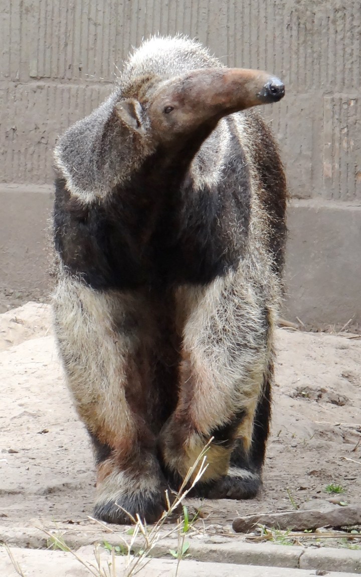 Myrmecophaga tridactyla 03 DSC04714