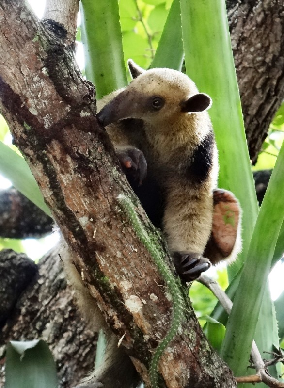 Tamandúa mexicana 03 DSC04609